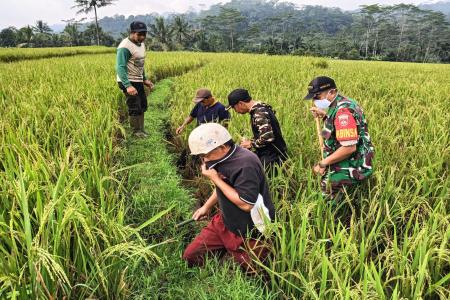  Gropyok Tikus Massal di Wonokerto Kol