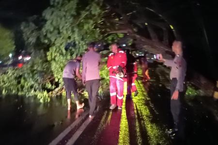 POLRES DEMAK SIGAP TANGANI POHON T